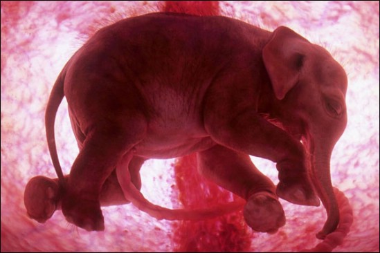 Fetus delefant